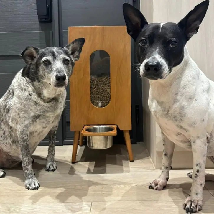 Automatic Pet Food Dispenser