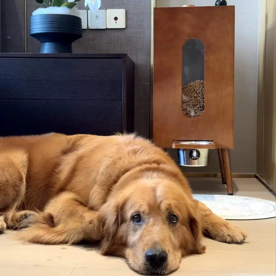 Automatic Pet Food Dispenser